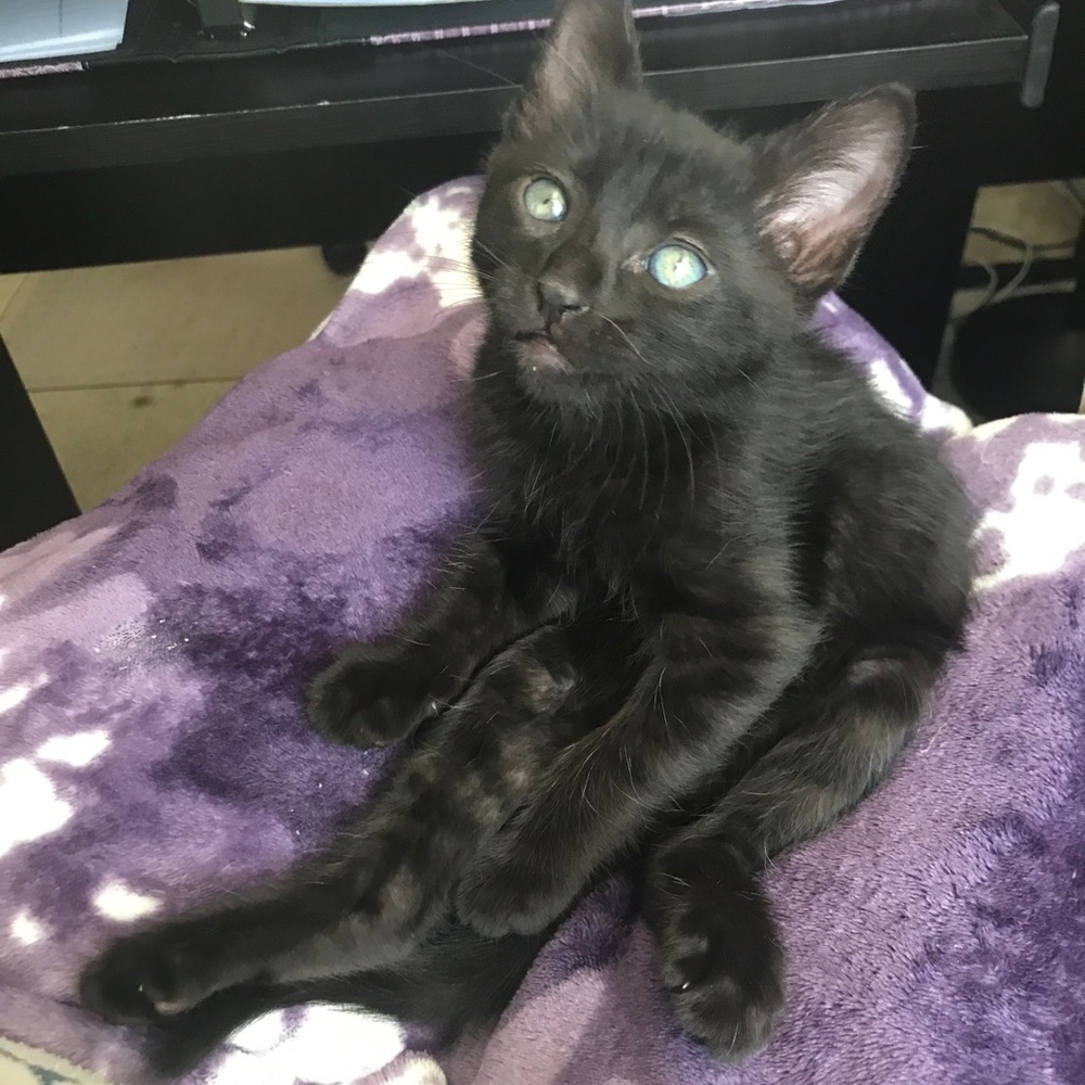 7/14/17 shopping center rescue (all adopted!)