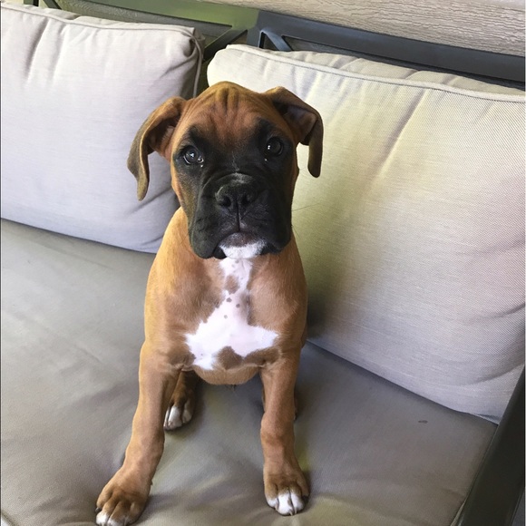 Meet your Posher, Blake - Picture 1 of 1