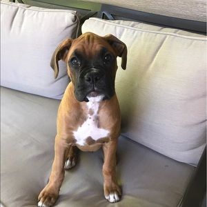 Meet your Posher, Blake