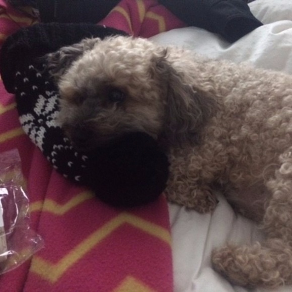 Meet your Posher, Francesca - Picture 4 of 6