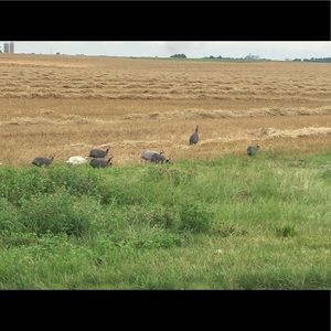 Meet your Posher, Bailey