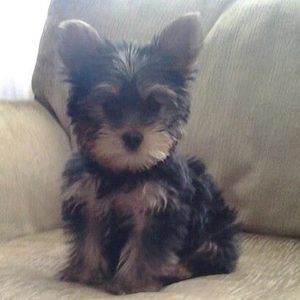 Meet your Posher, Penny