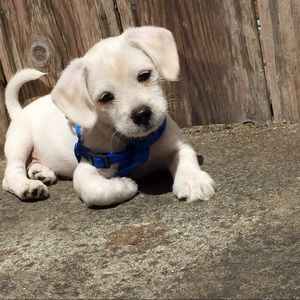 Meet your Posher, Jasmine