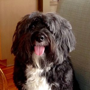 Meet your Posher, Modine