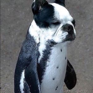 Meet your Posher, Steve