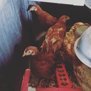 Meet your Posher, Tracy