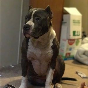 Meet your Posher, Reginald