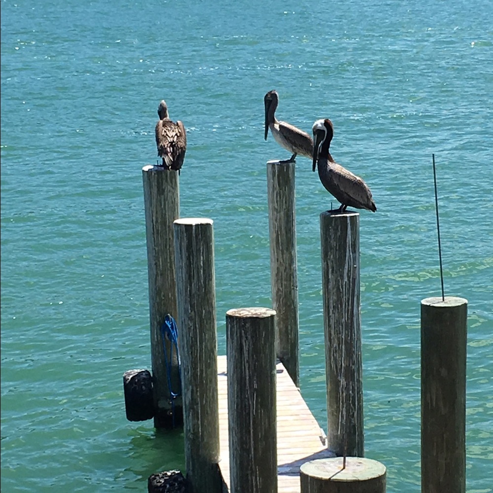 Meet your Posher, Mary