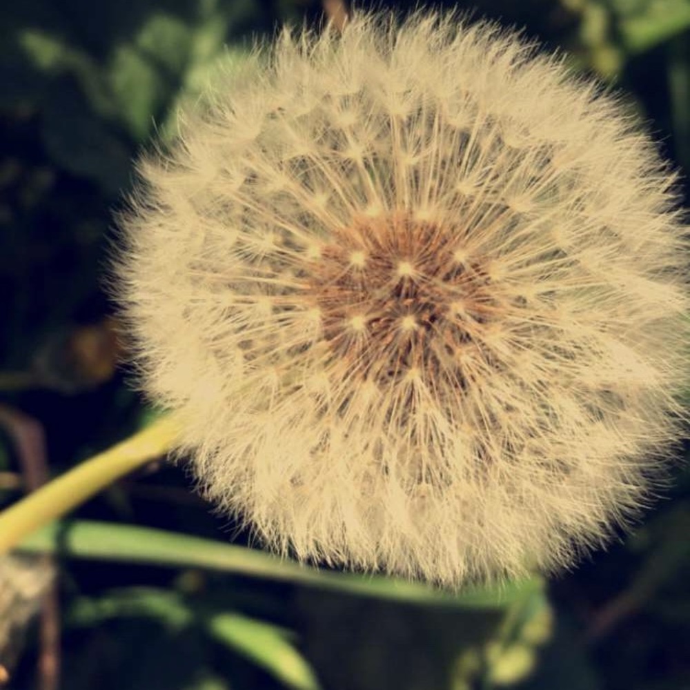 Meet your Posher, Tanisha