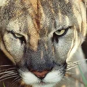 Meet your Posher, Melvin