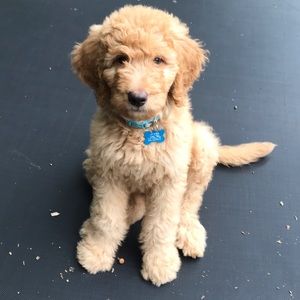 Meet your Posher, Meg