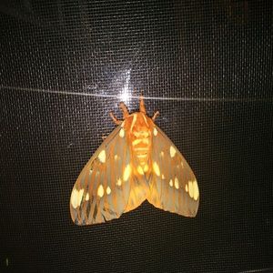 Meet your Posher, Ty