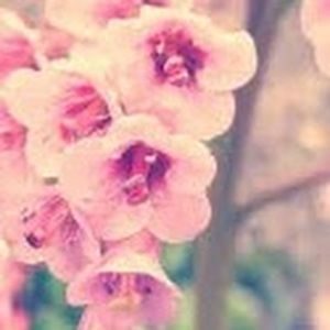 Meet your Posher, Abigail