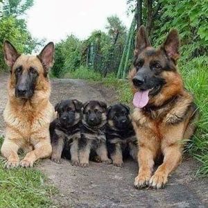 Meet your Posher, Alba