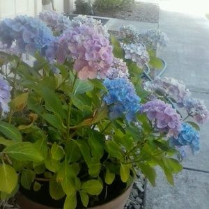 Meet your Posher, Winter