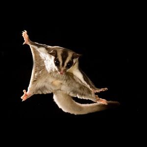 Meet your Posher, Frank