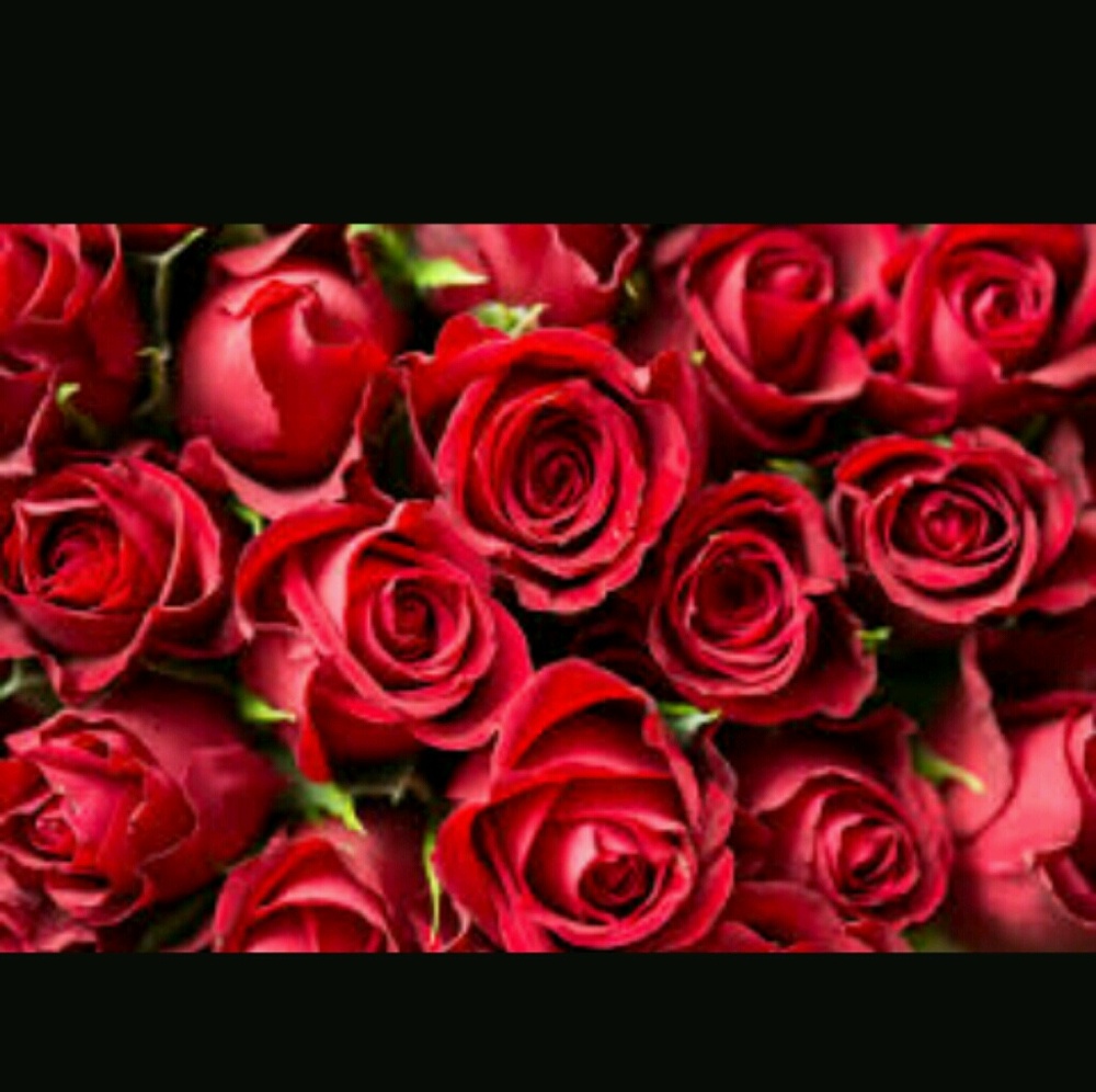 Meet your Posher, Ana