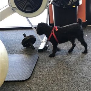 Meet your Posher, Sam