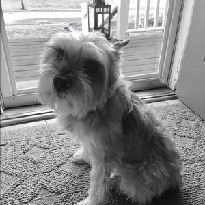 Meet your Posher, Susie