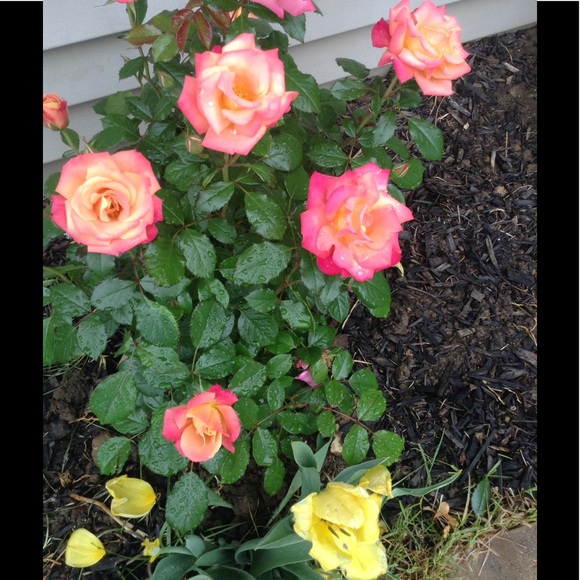 Meet your Posher, Becky - Picture 2 of 3