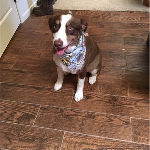 Meet your Posher, Holly