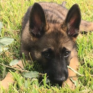 Meet your Posher, Morgan