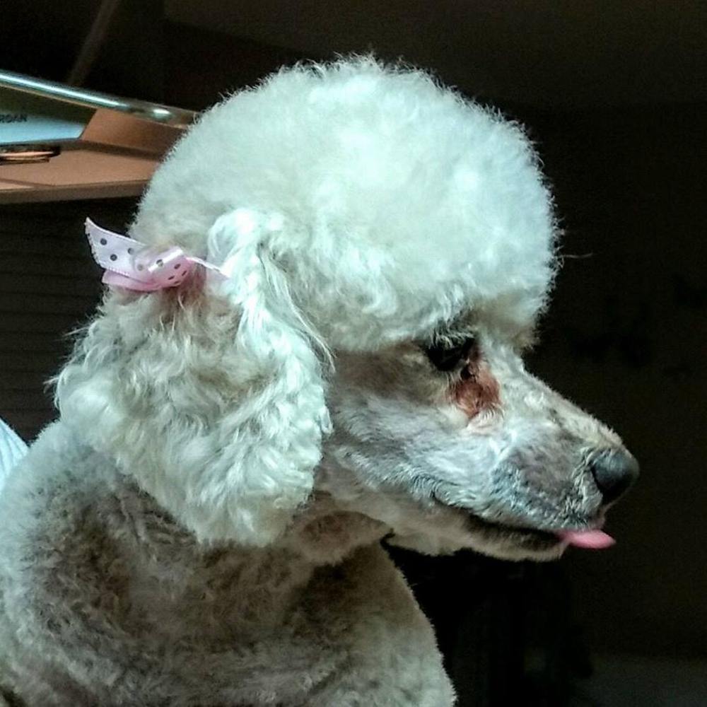 Meet your Posher, Brenda