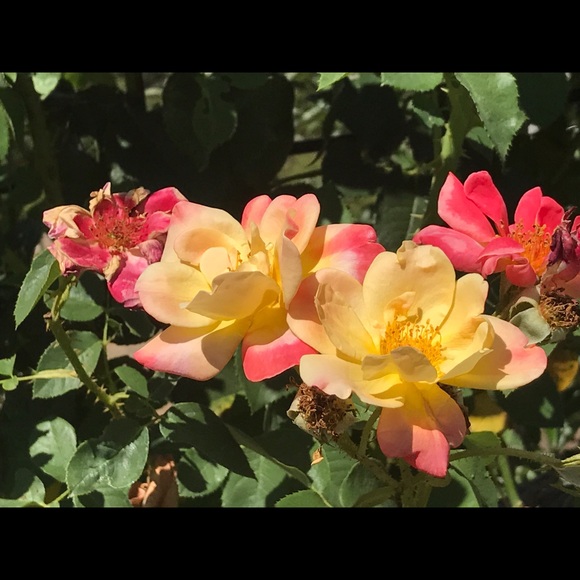 Meet your Posher, Melissa - Picture 1 of 1