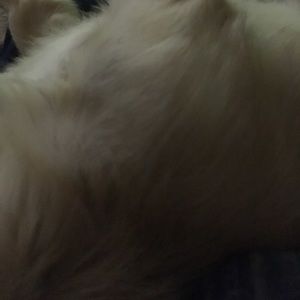 Meet your Posher, Danny