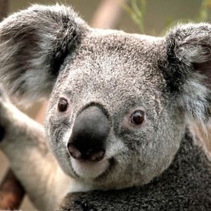 Meet your Posher, Isaiah