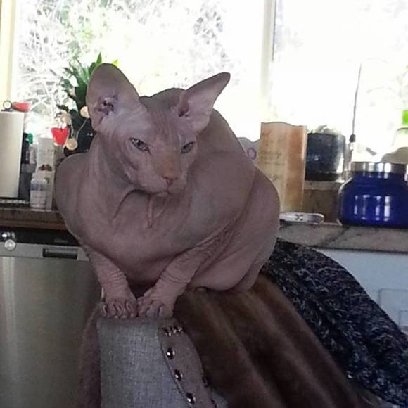 Meet your Posher, Jane - Picture 1 of 1