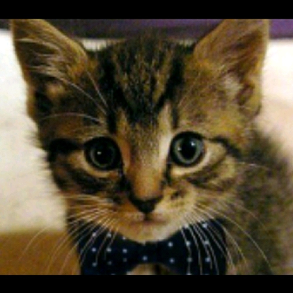 Meet your Posher, Samara