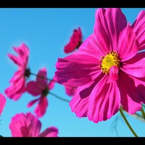 Meet your Posher, Cynthia