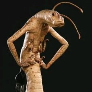 Meet your Posher, Gerald