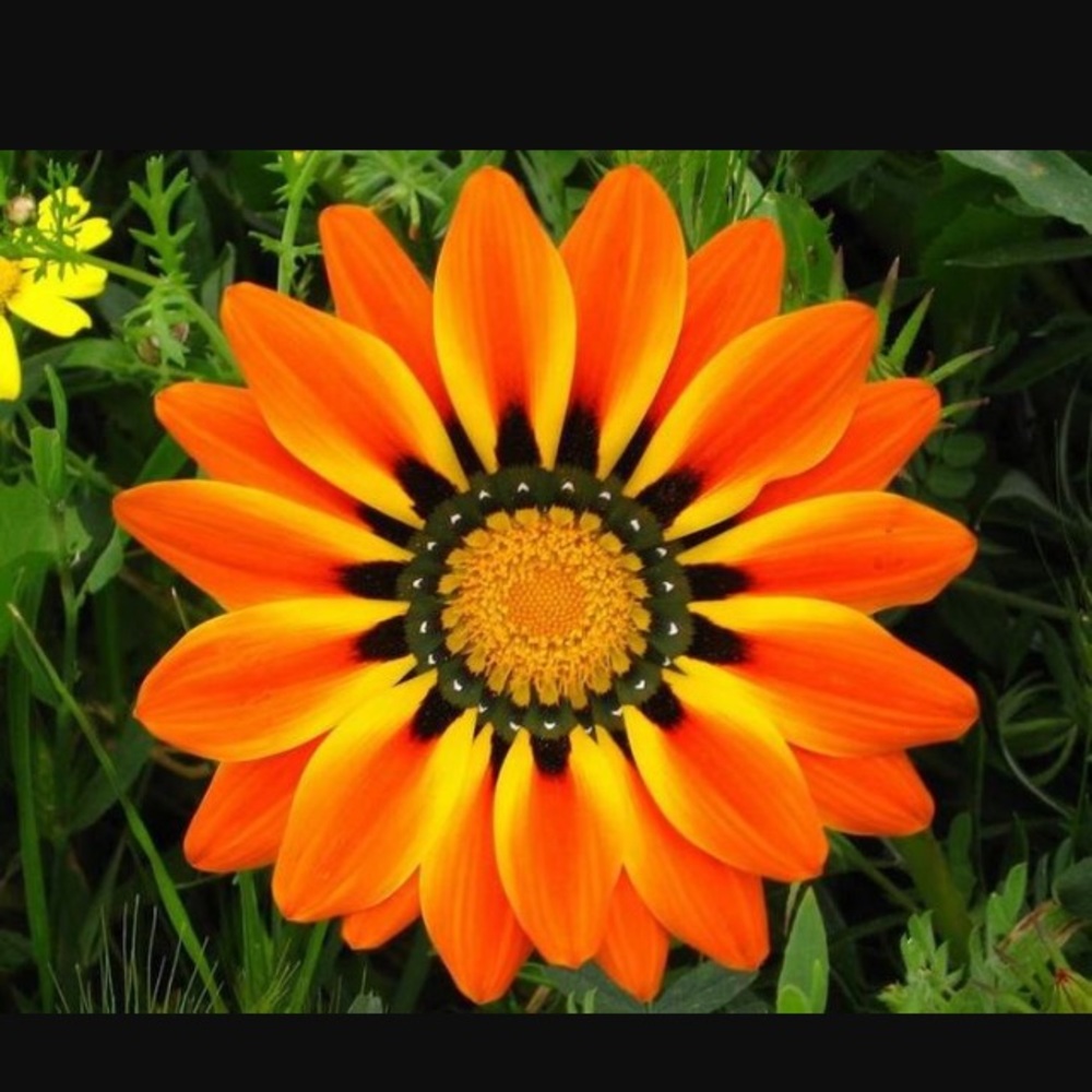 Meet your Posher, Kailey