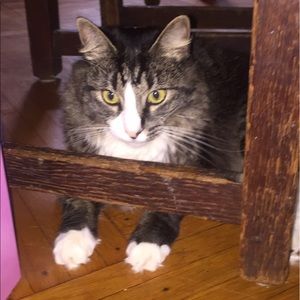 Meet your Posher, Lulu