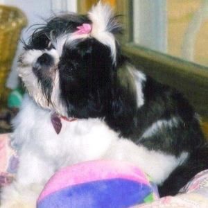 Meet your Posher, Diane