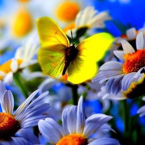 Meet your Posher, Pat