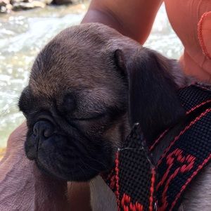 Meet your Posher, Liz