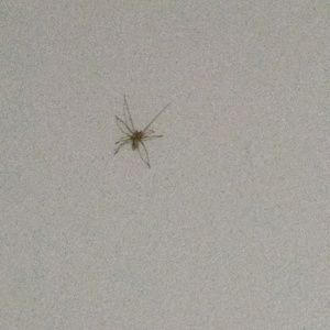 Meet your Posher, Ambery