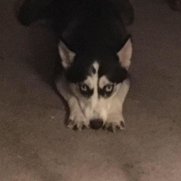 Meet your Posher, Callie - Picture 1 of 1