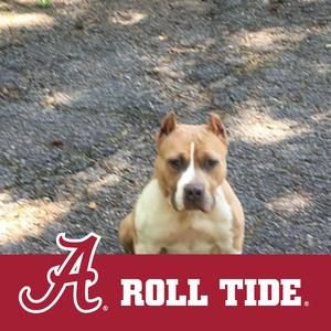 Meet your Posher, Donkia