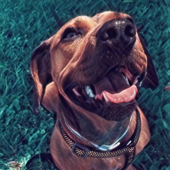 Meet your Posher, Kiley - Picture 1 of 1