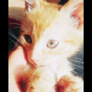 Meet your Posher, Hay