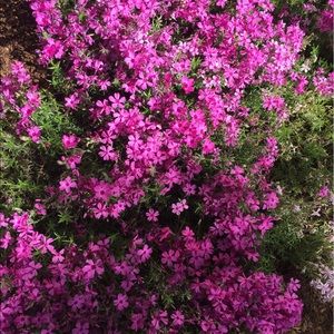 Meet your Posher, Kitty