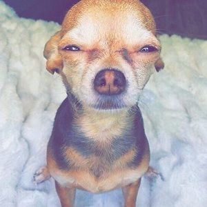 Meet your Posher, Gee