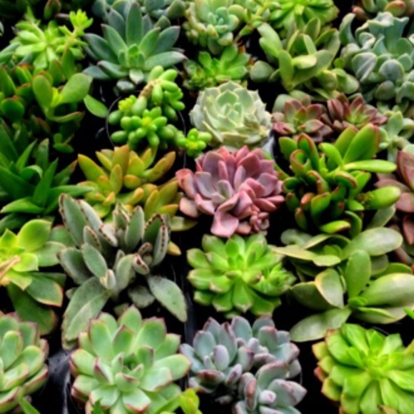 Meet your Posher, Leighton - Picture 1 of 1