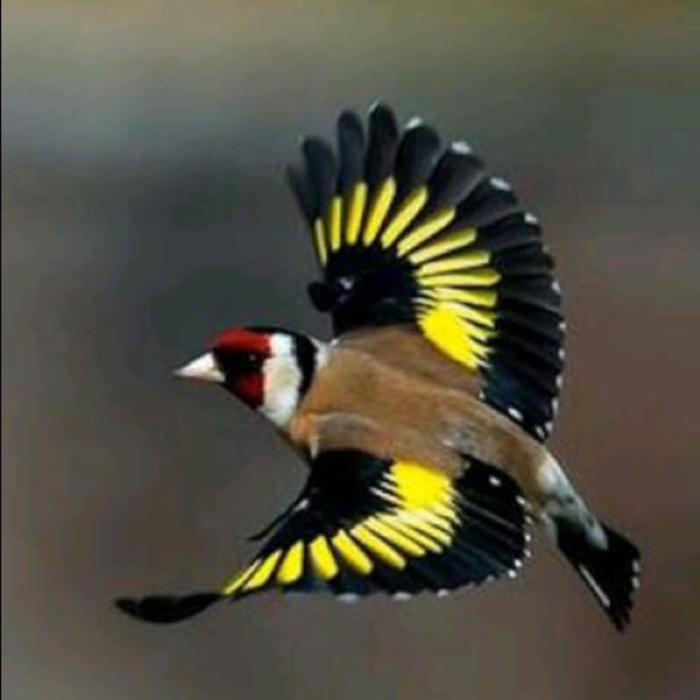 Meet your Posher, As