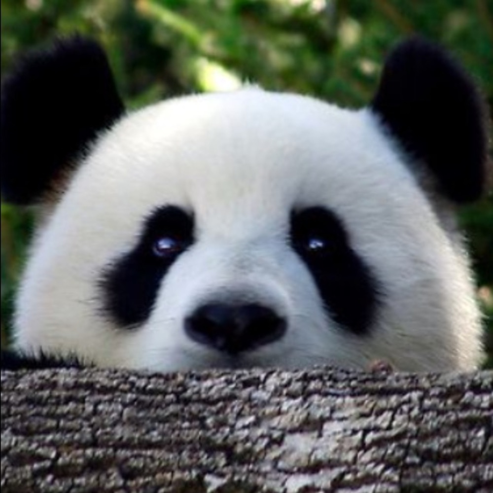 Meet your Posher, Claudia