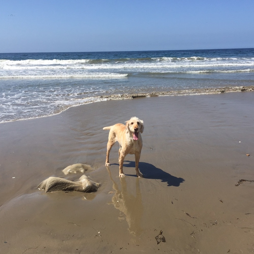 Meet your Posher, Sammi